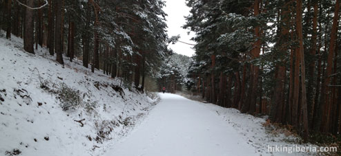 Pinares de la Acebeda