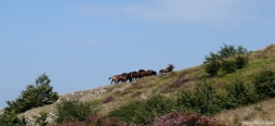 Horses on the ascent to the Beriain
