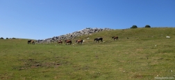 Horses on the route