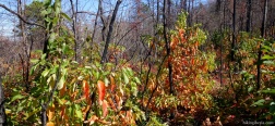 Herfst in het Shenandoah National Park