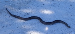 Snake on the trail