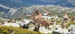 Goats near the Cabeza de Hierro Menor