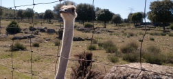 Ostrich near Mirador de la Sierra