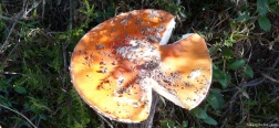 Mushroom near Cueva Valiente