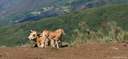 Kühe auf dem Pfad zur Peña del Seo