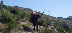 Cachena cow on the trail to the Branda da Urzeira