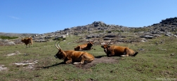 Cachena-Kühe in der Nähe der Branda da Urzeira