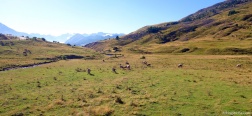 Mucche vicino alle piste di Anayet