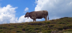 Cow on the route