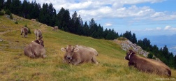 Koeien vlakbij de Coll de Jou