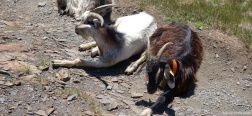 Goats on the Pico Salbaguardia