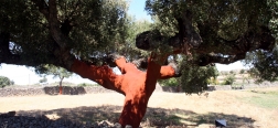 Uncorked tree on the dehesa