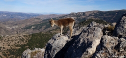 Goat on the Trevenque