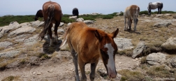 Horses on the trail to Cabezas de Hierro