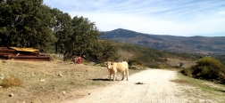 Koe net buiten La Acebeda