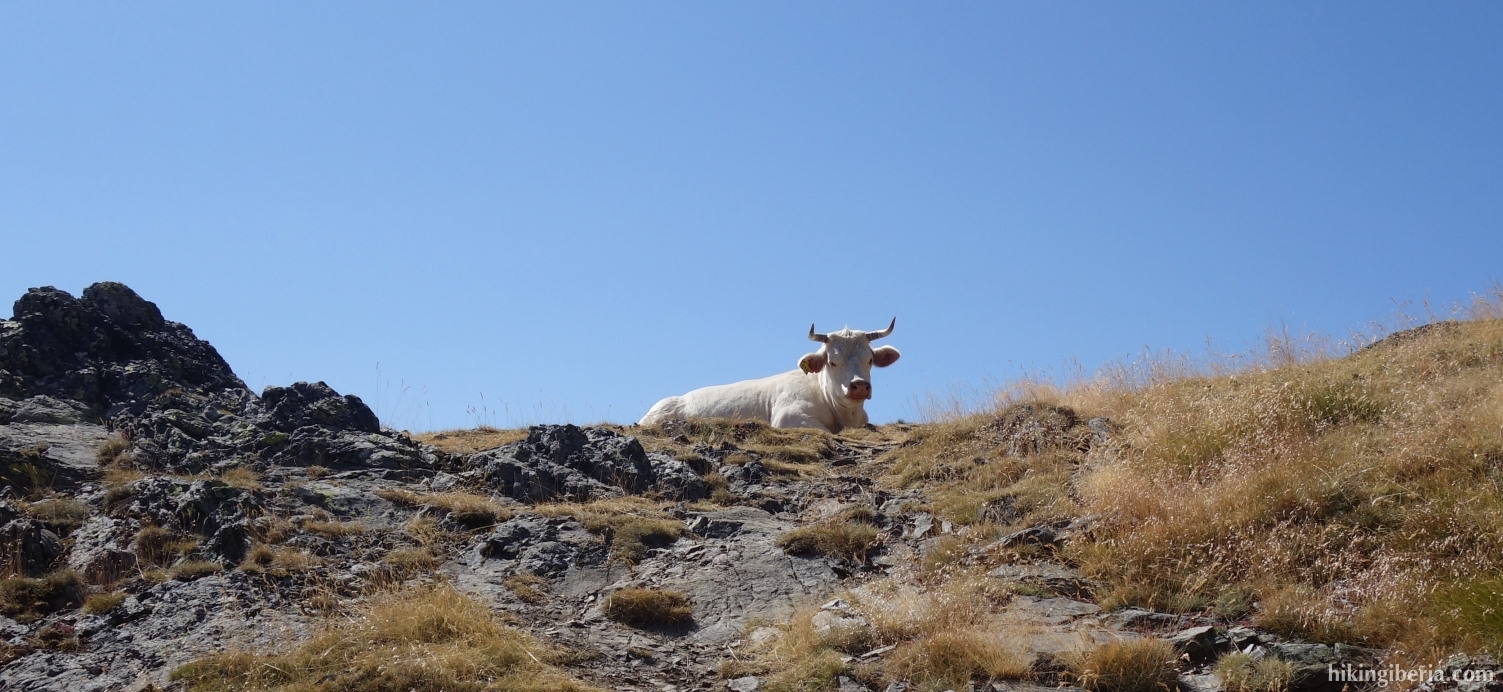 Koe op de klim naar de Pico Murcia