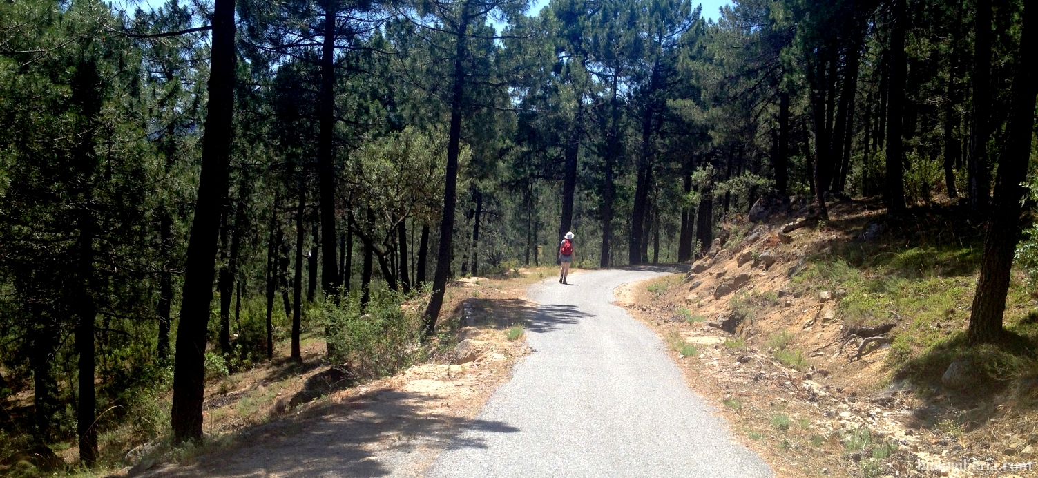 Trail through La Jarosa