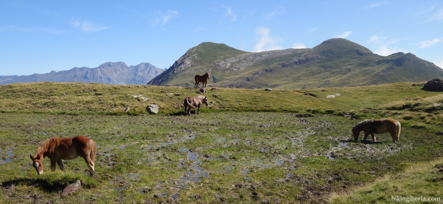 Pferde in der Nähe der Hütte von Lurbe