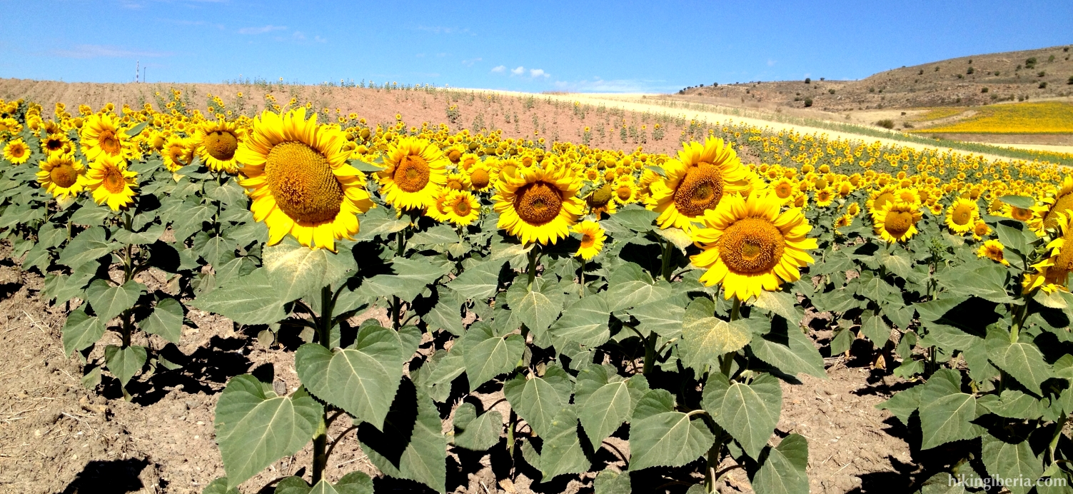 Sunflowers near Sigüenza