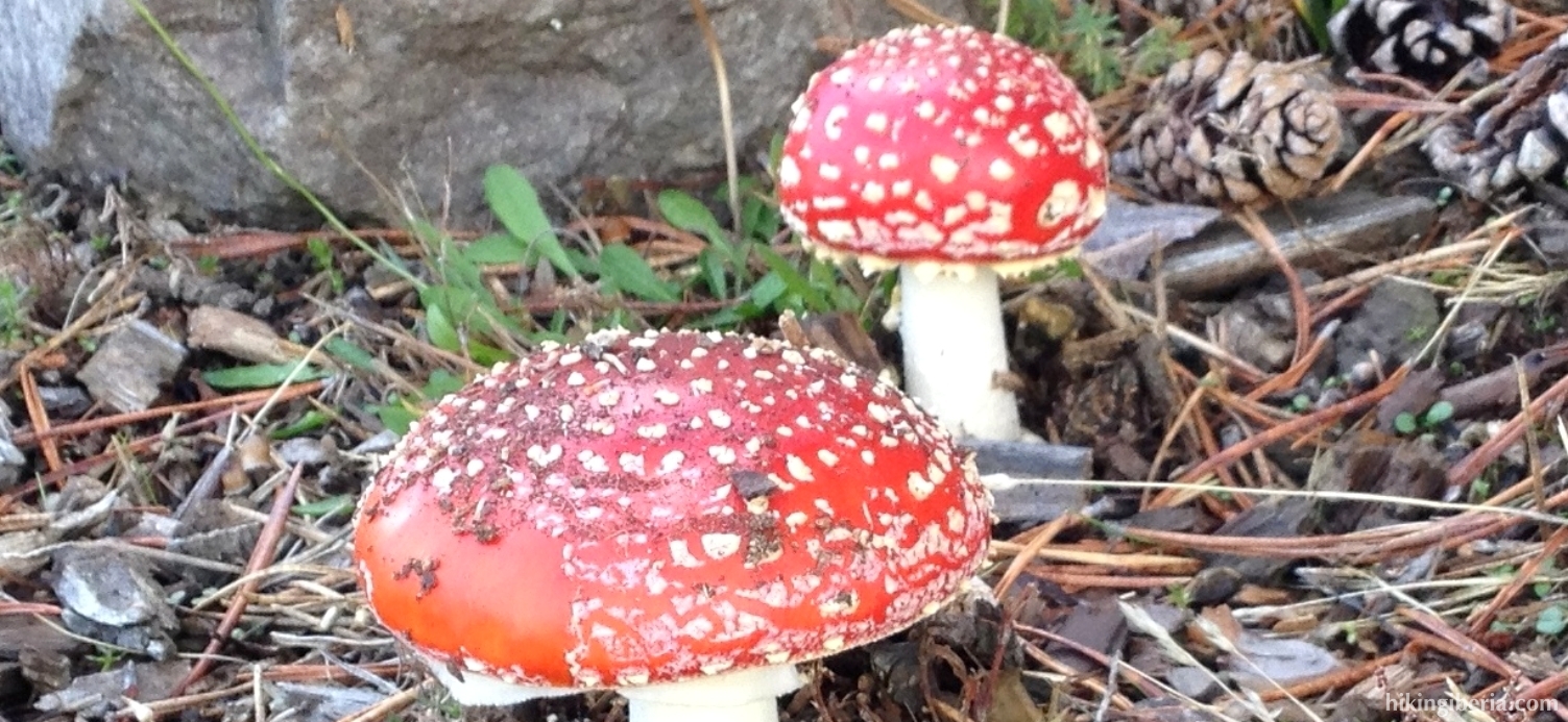 Mushrooms on El Canchal
