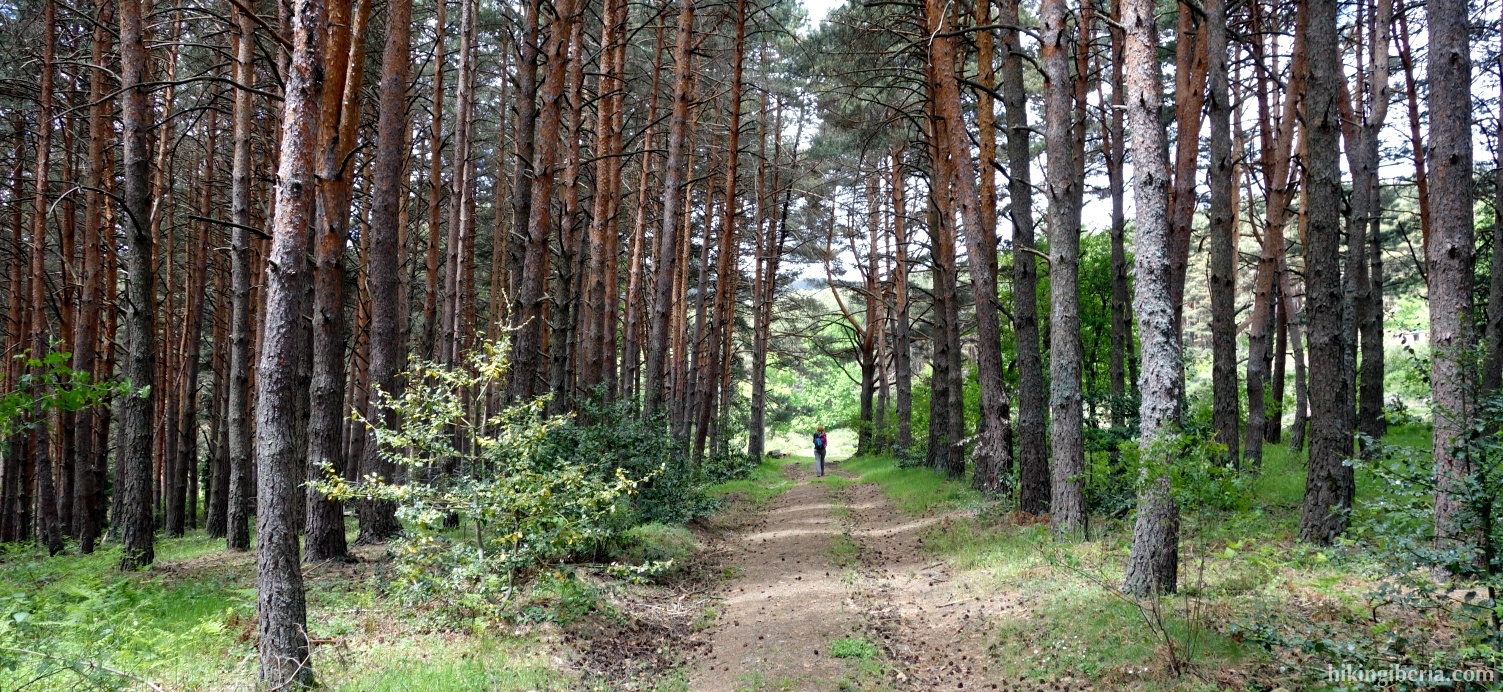 Pine forest near La Dehesa