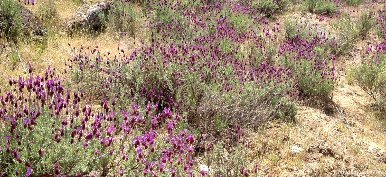 Lavendel op de Alto del Pinar